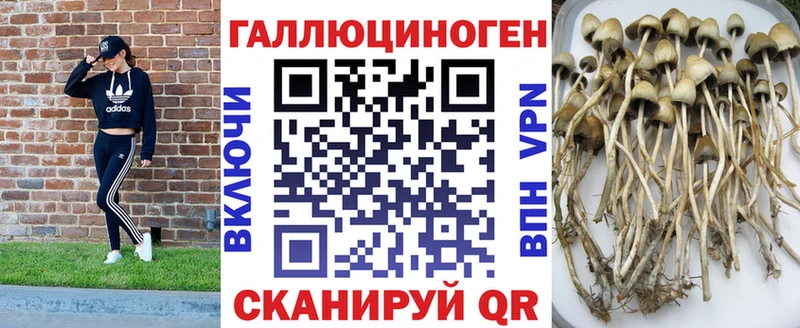 купить  цена  Сим  Галлюциногенные грибы мицелий 